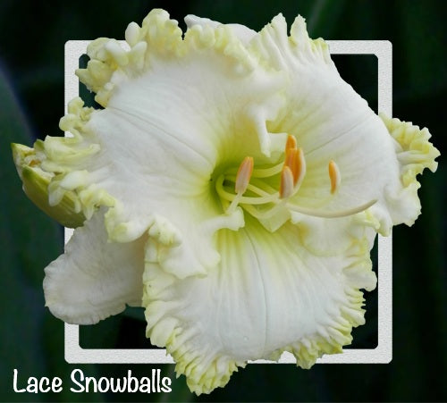 Lace Snowballs