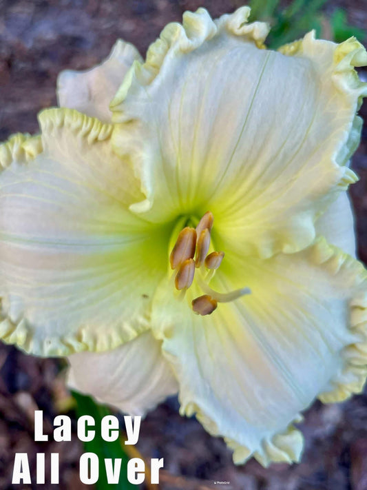 Lacy All Over