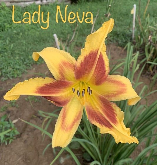 Lady Neva
