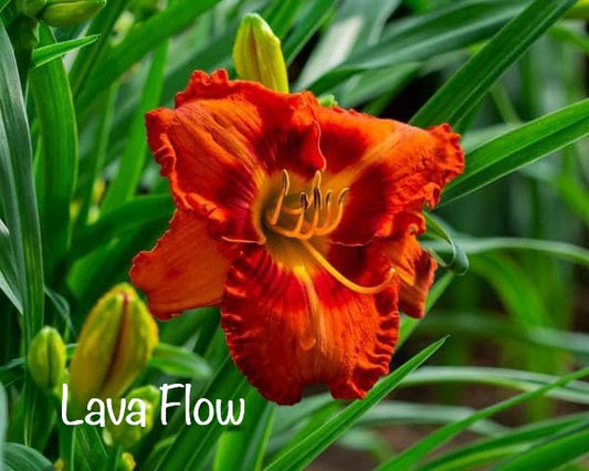 Lava Flow