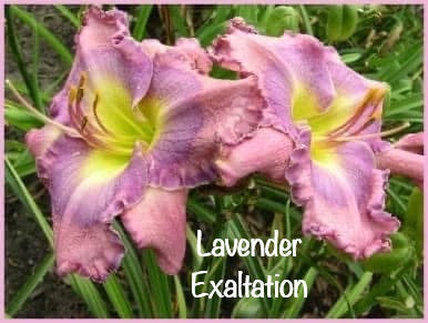 Lavender Exaltation