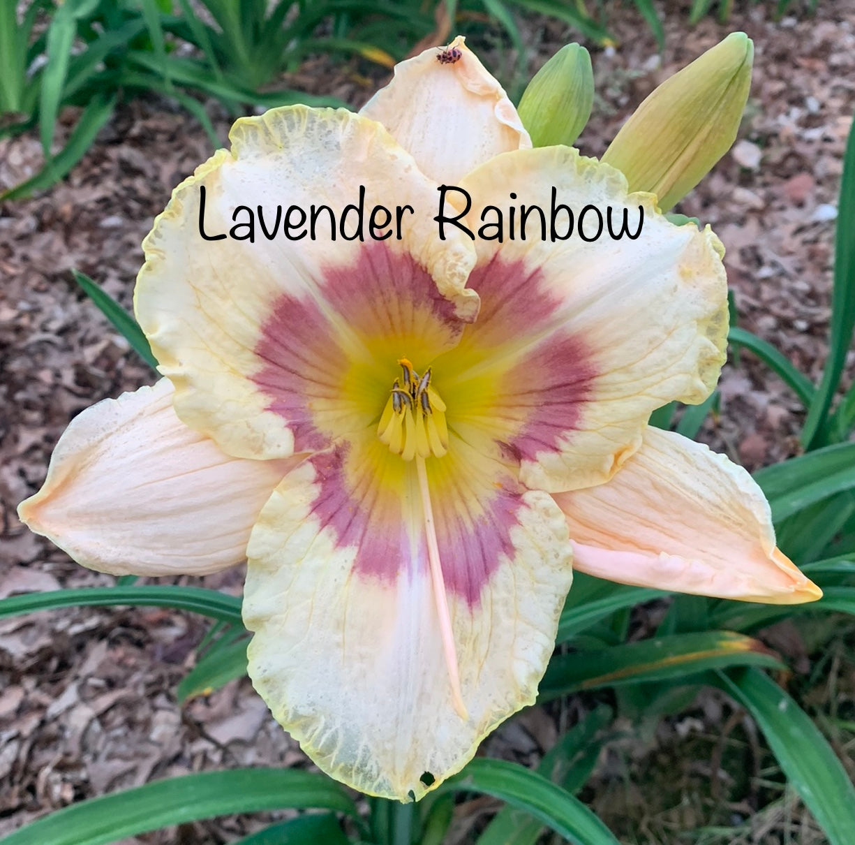 Lavender Rainbow