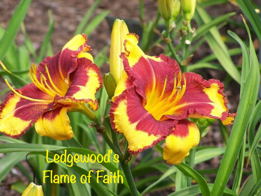 Ledgewood's Flame of Faith