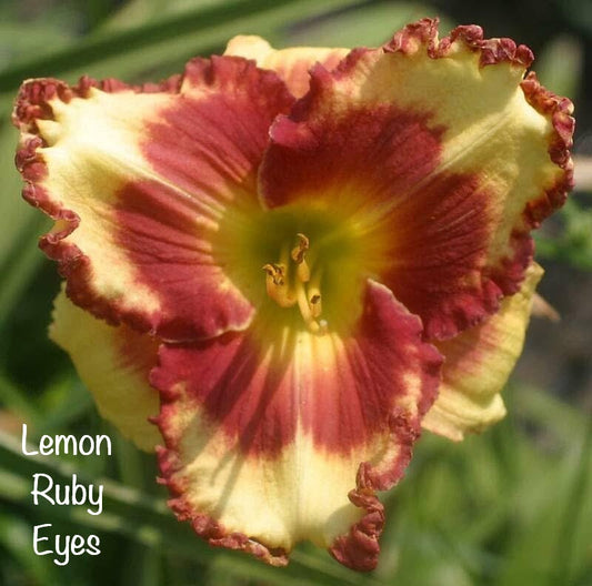 Lemon Ruby Eyes