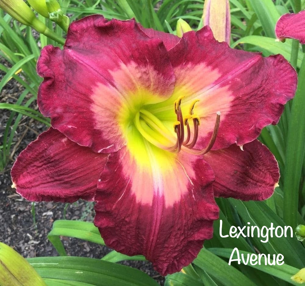 Lexington Avenue