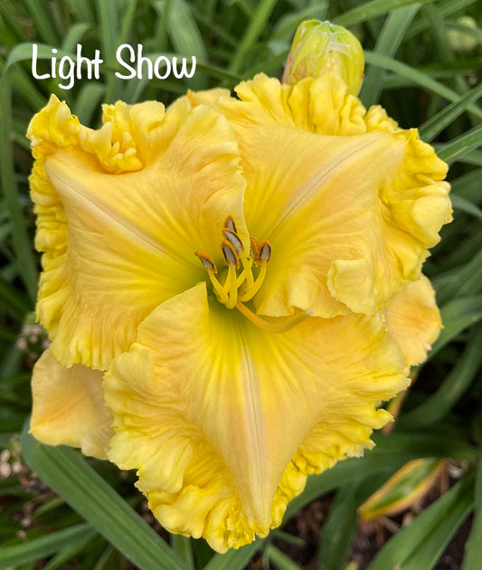Light Show