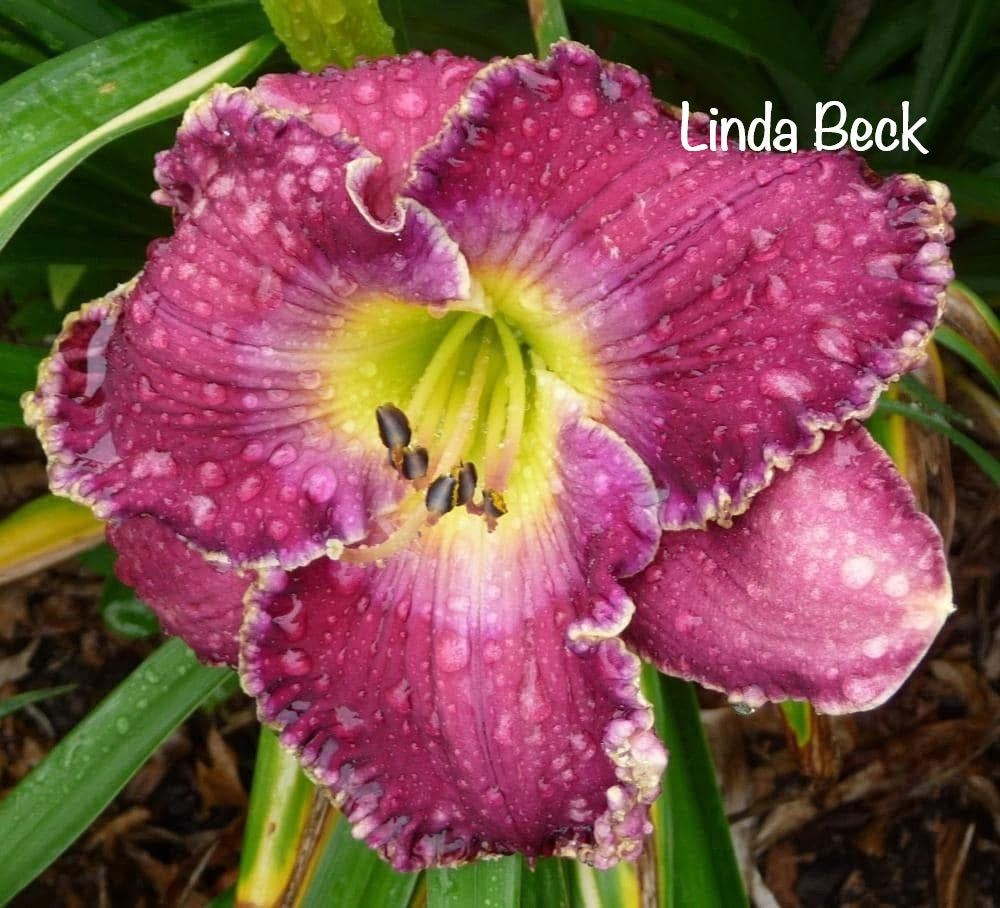Linda Beck