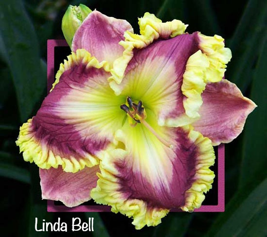 Linda Bell