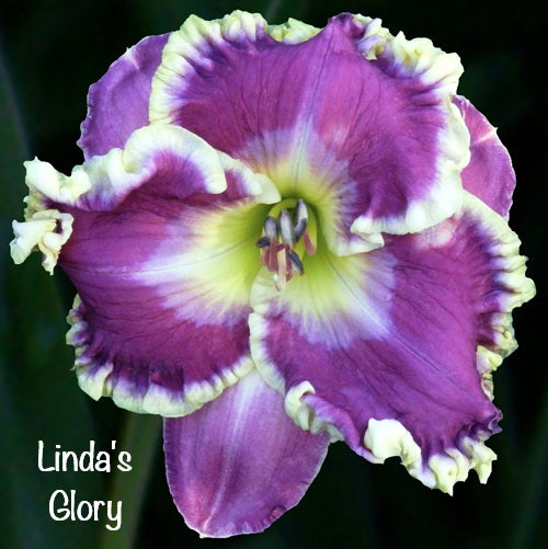Linda's Glory