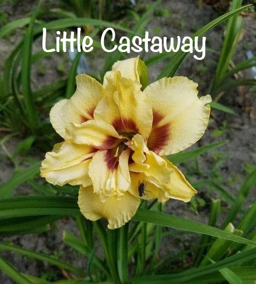 Little Castaway