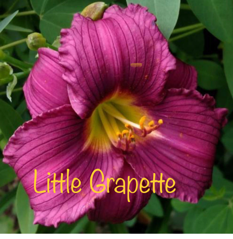 Little Grapette
