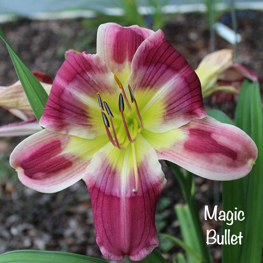 Magic Bullet