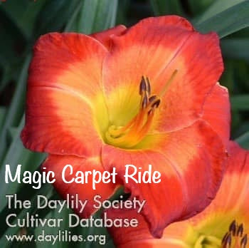 Magic Carpet Ride