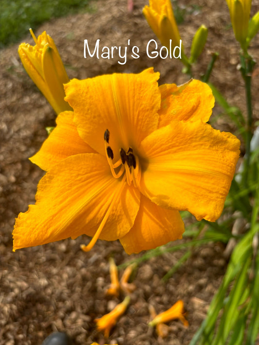 Mary's Gold