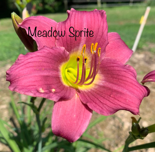 Meadow Sprite