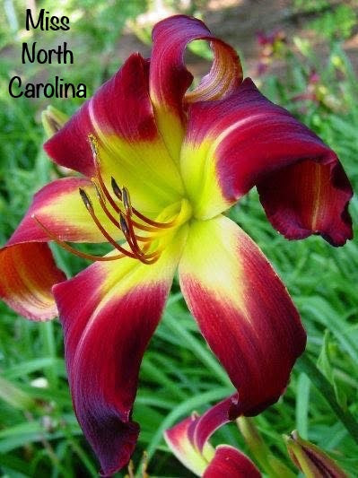 Miss North Carolina