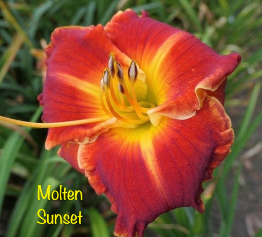Molten Sunset