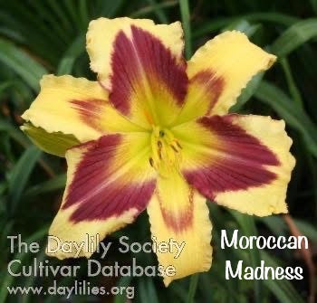 Moroccan Madness