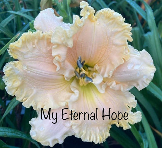 My Eternal Hope