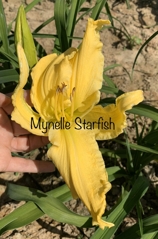Mynelle's Starfish