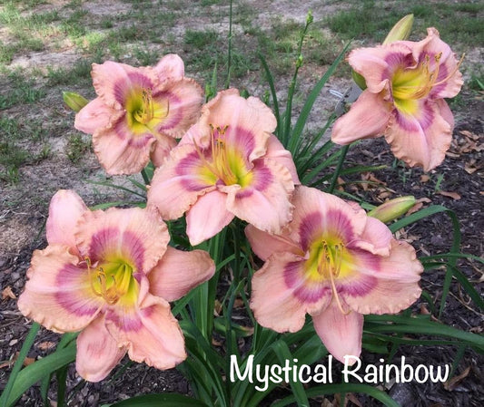 Mystical Rainbow