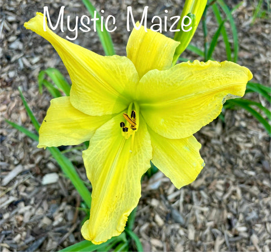 Mystic Maize
