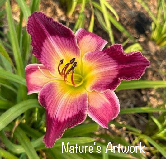 Nature's Artwork