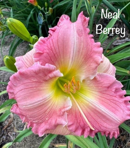 Neal Berrey