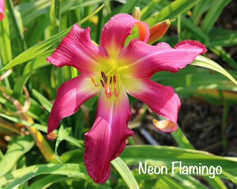 Neon Flamingo