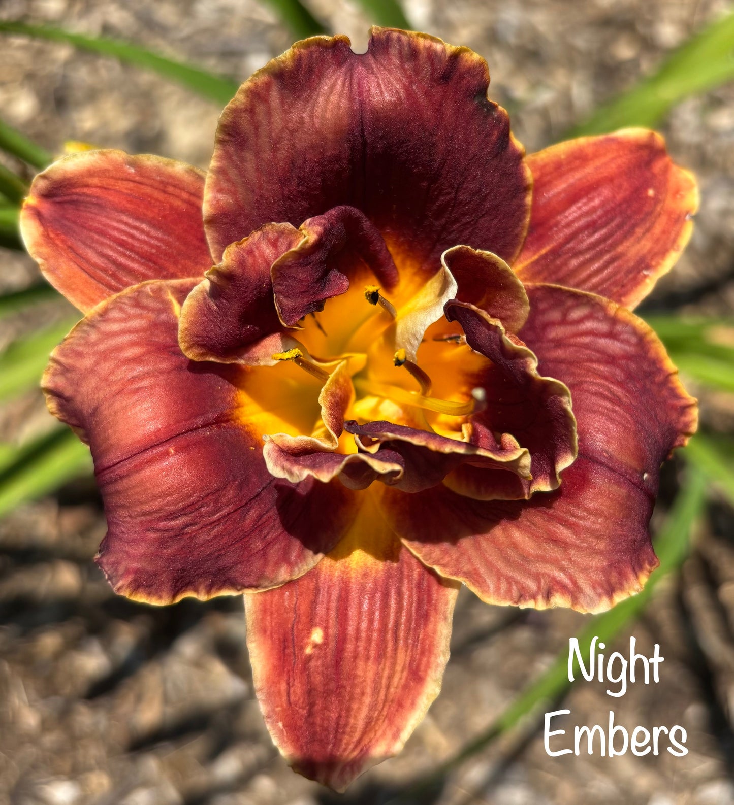 Night Embers
