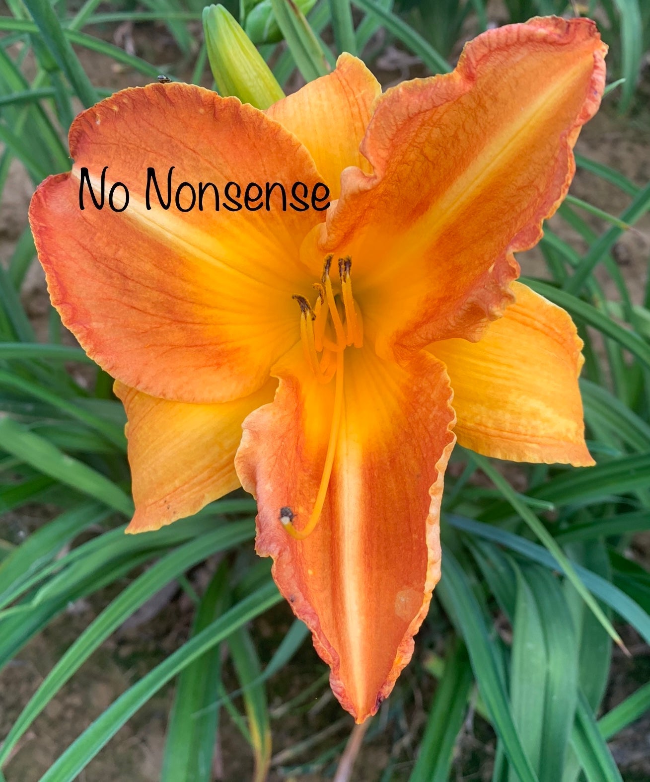 No Nonsense