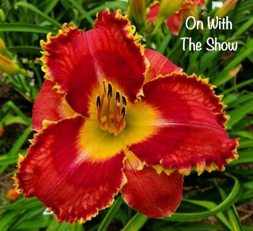 On with the Show