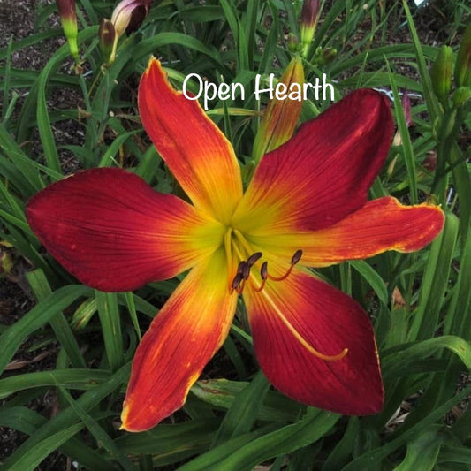 Open Hearth