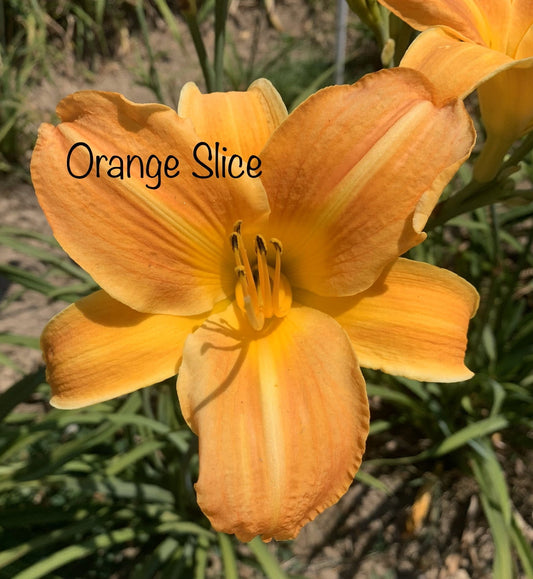 Orange Slice