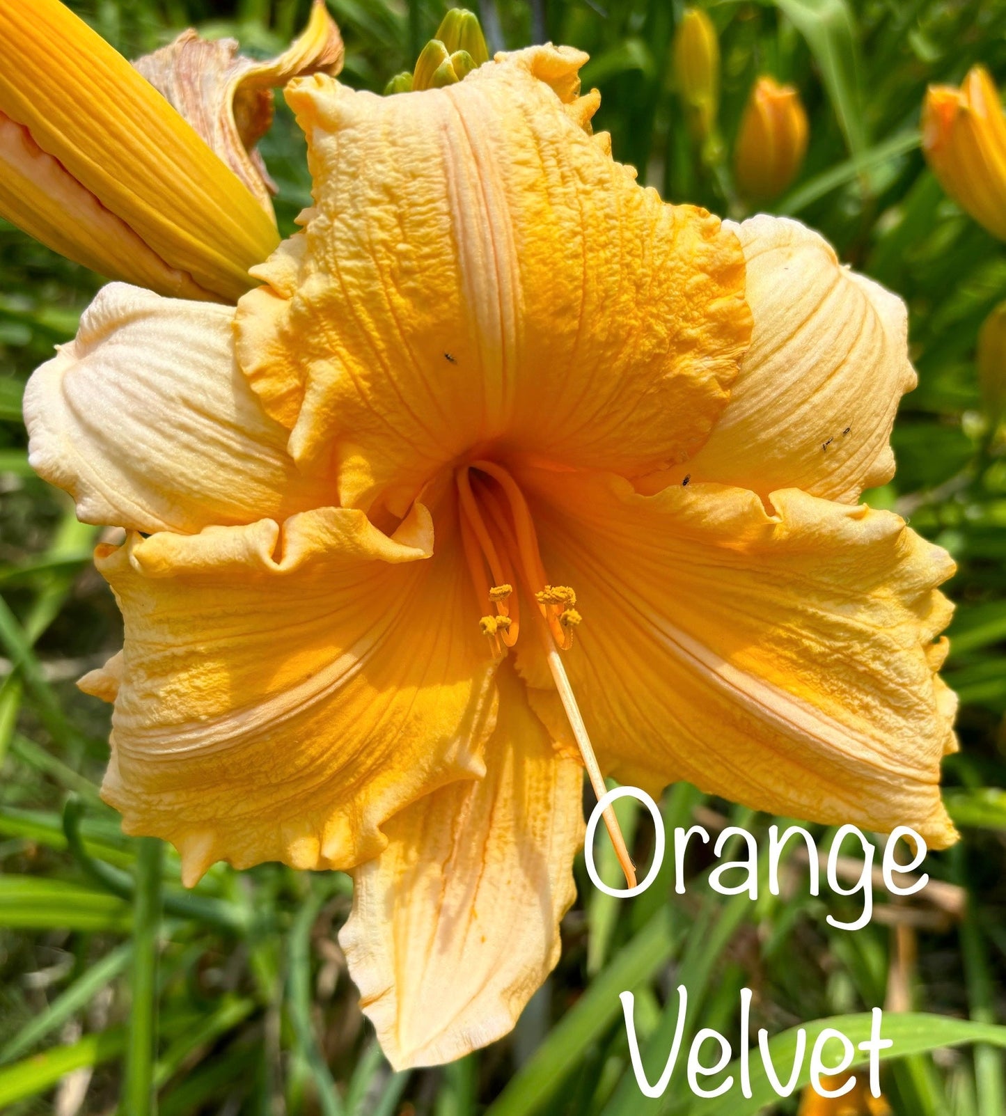 Orange Velvet