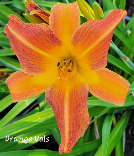 Orange Vols