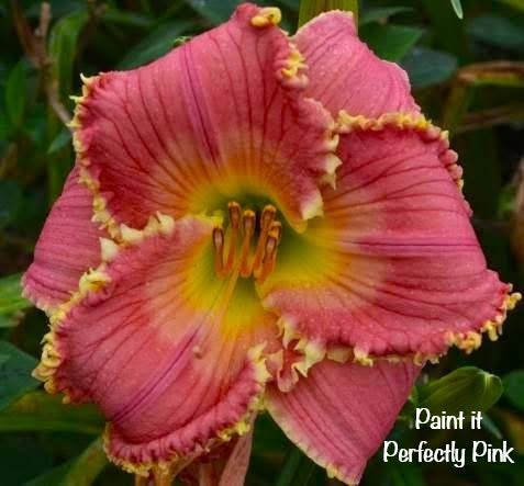 Paint It Perfectly Pink