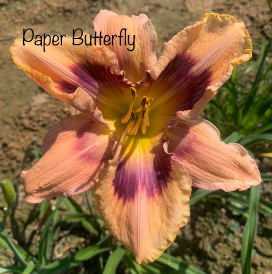 Paper Butterfly