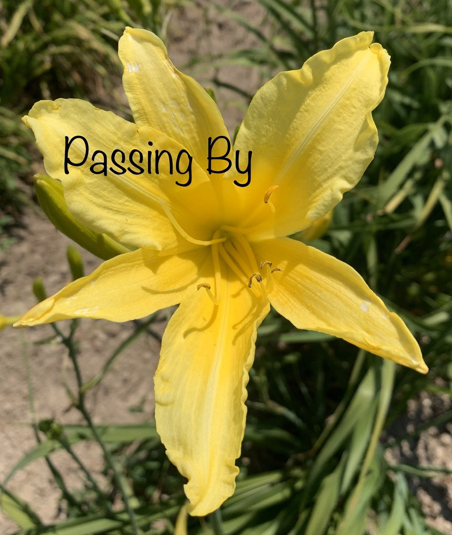 Passing By