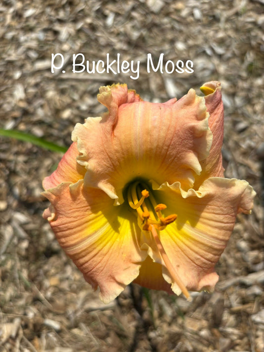 P. Buckley Moss