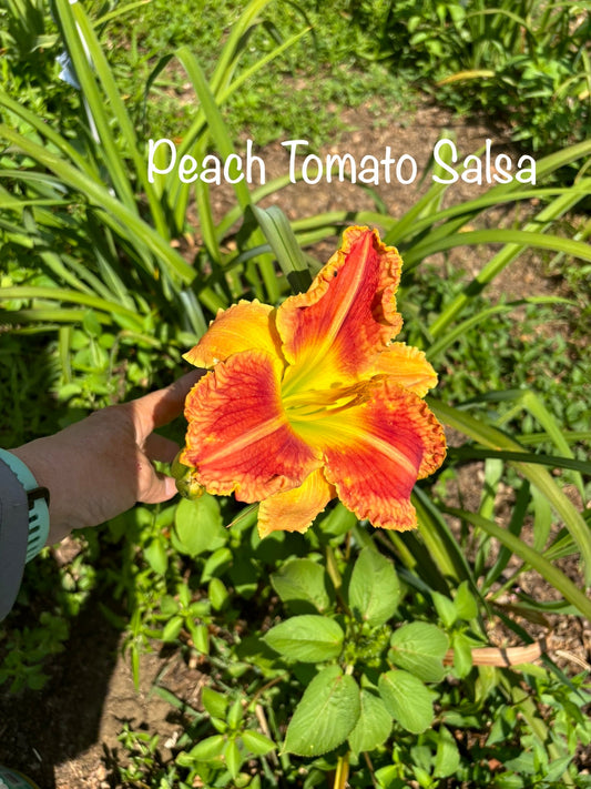 Peach Tomato Salsa