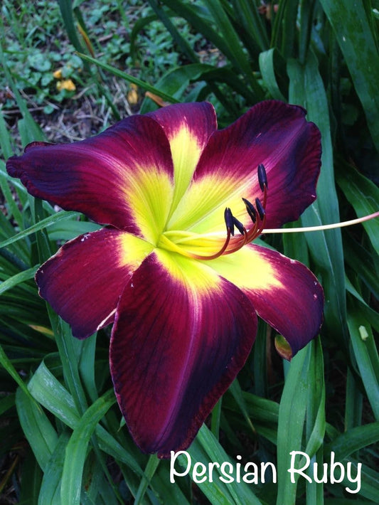 Persian Ruby