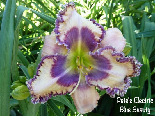 Pete's Electric Blue Beauty