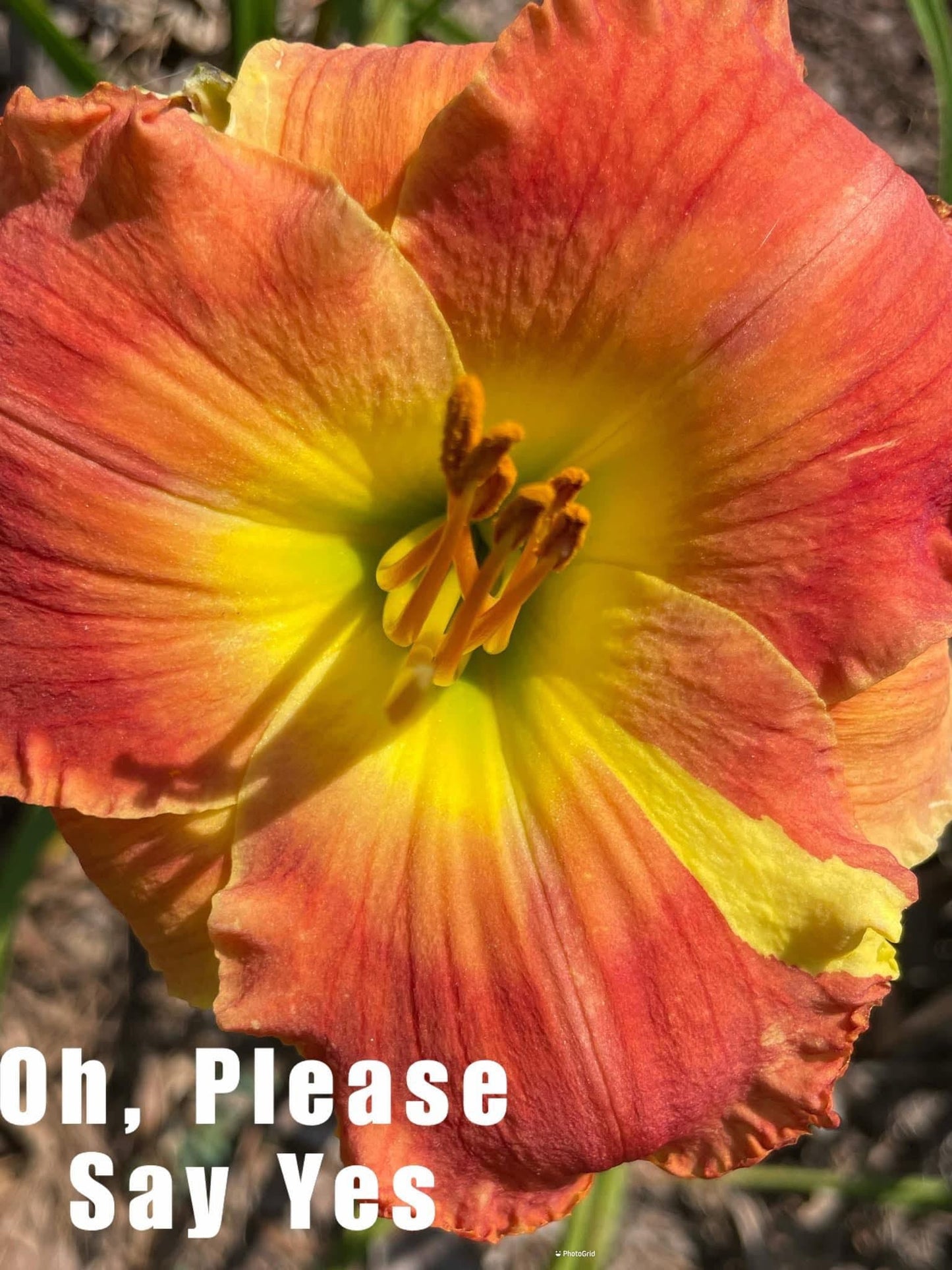 Please Say Yes