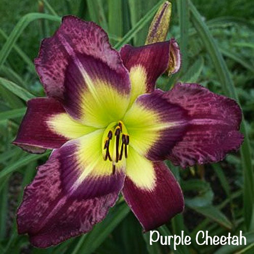 Purple Cheetah