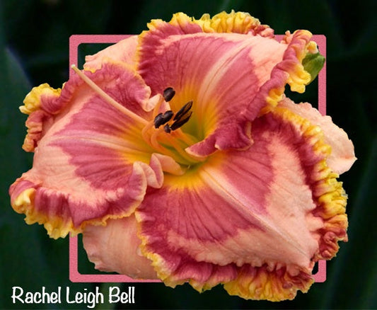 Rachel Leigh Bell