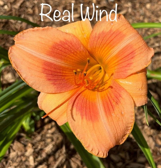 Real Wind