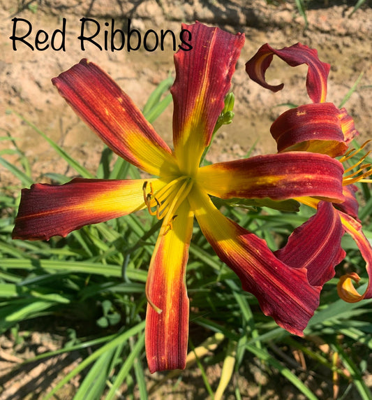 Red Ribbons