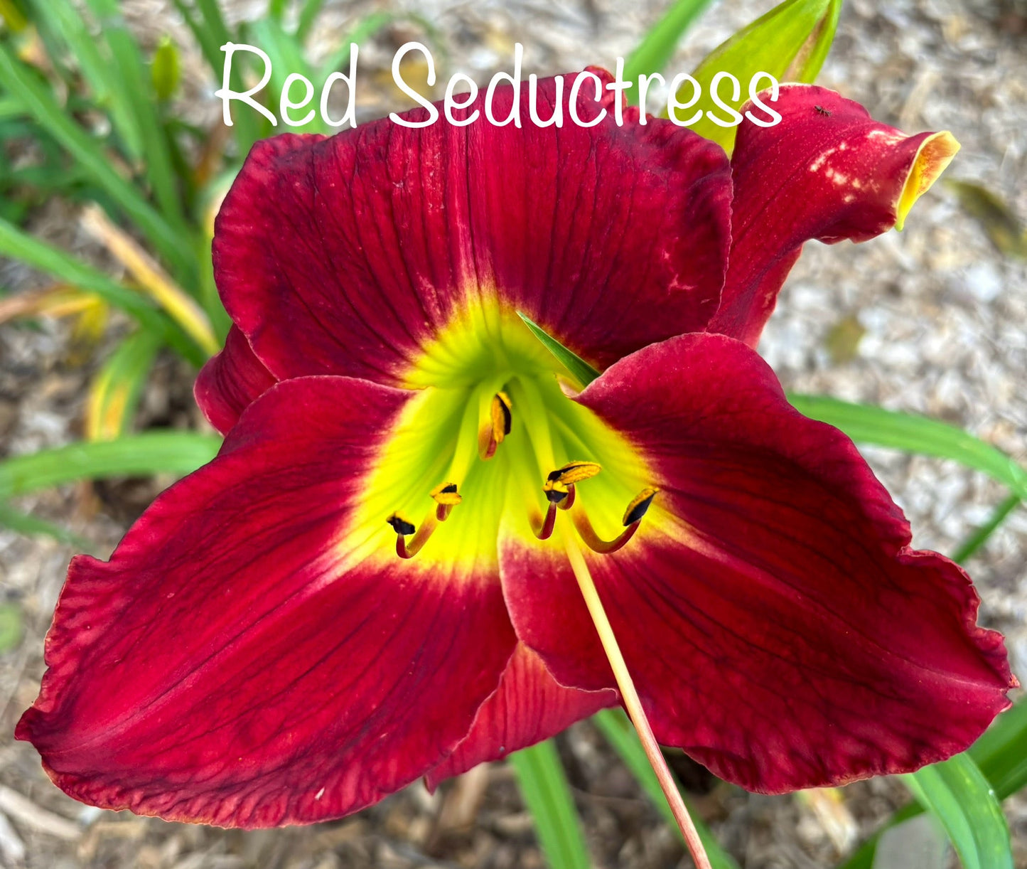 Red Seductress