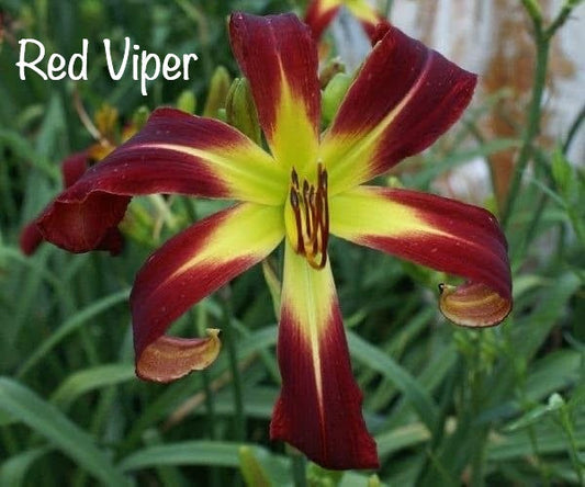 Red Viper